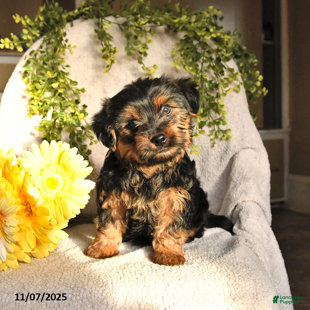 Yorkshire Terrier dogs for sale: Bandit - Ad 1