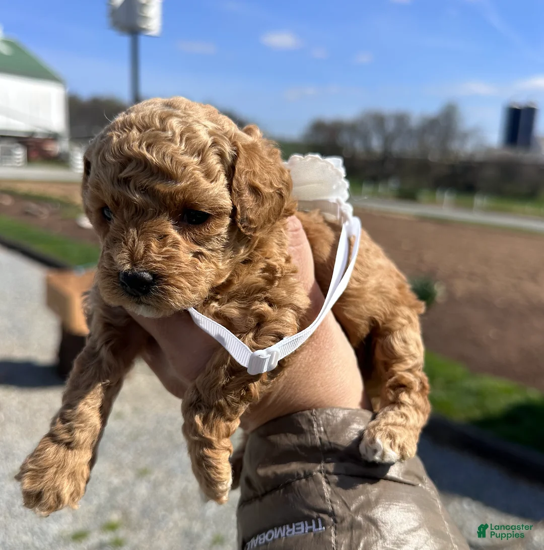 Toy Poodle dogs for sale: Feona- AKC Genetically tested Parents - Ad 2
