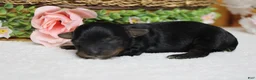 Yorkiepoo dogs for sale: Tramp  - Ad 8