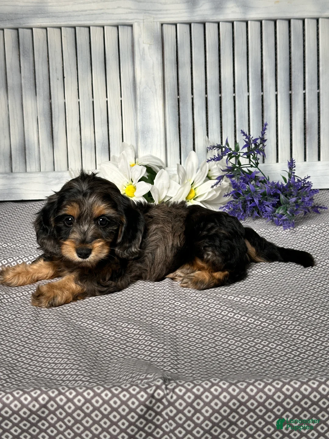 Mixed Breed dogs for sale: Ashley - Ad 6
