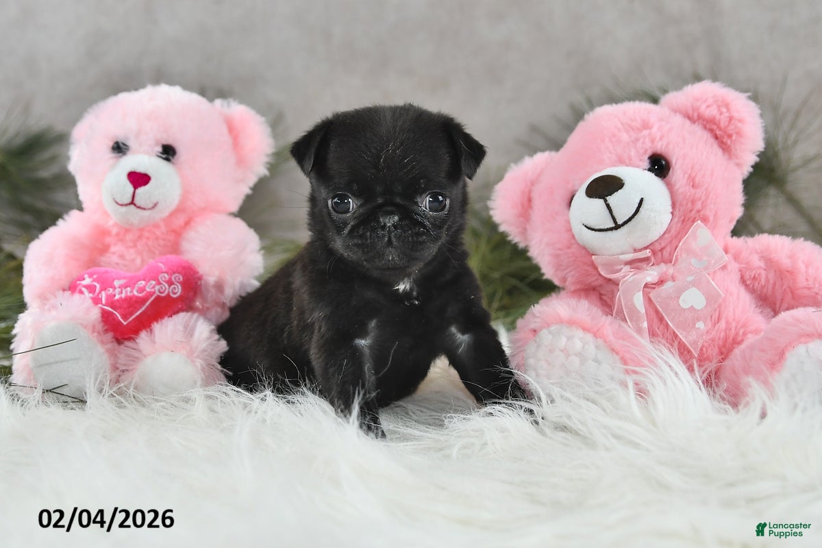 Pug dogs Dori - Ad 10