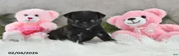 Pug dogs for sale: Dori - Ad 1