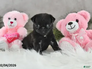 Pug dogs Dori - Ad 10