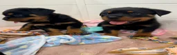 Rottweiler dogs for sale: Rottweiler 6 - Ad 21