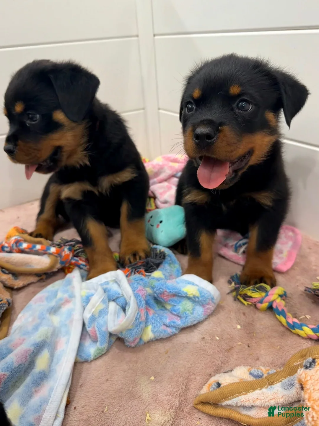 Rottweiler dogs for sale: Rottweiler 6 - Ad 21