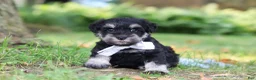 Miniature Schnauzer dogs for sale: Benji - Ad 4