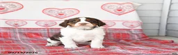 English Springer Spaniel dogs for sale: Dill Pickle - Ad 2