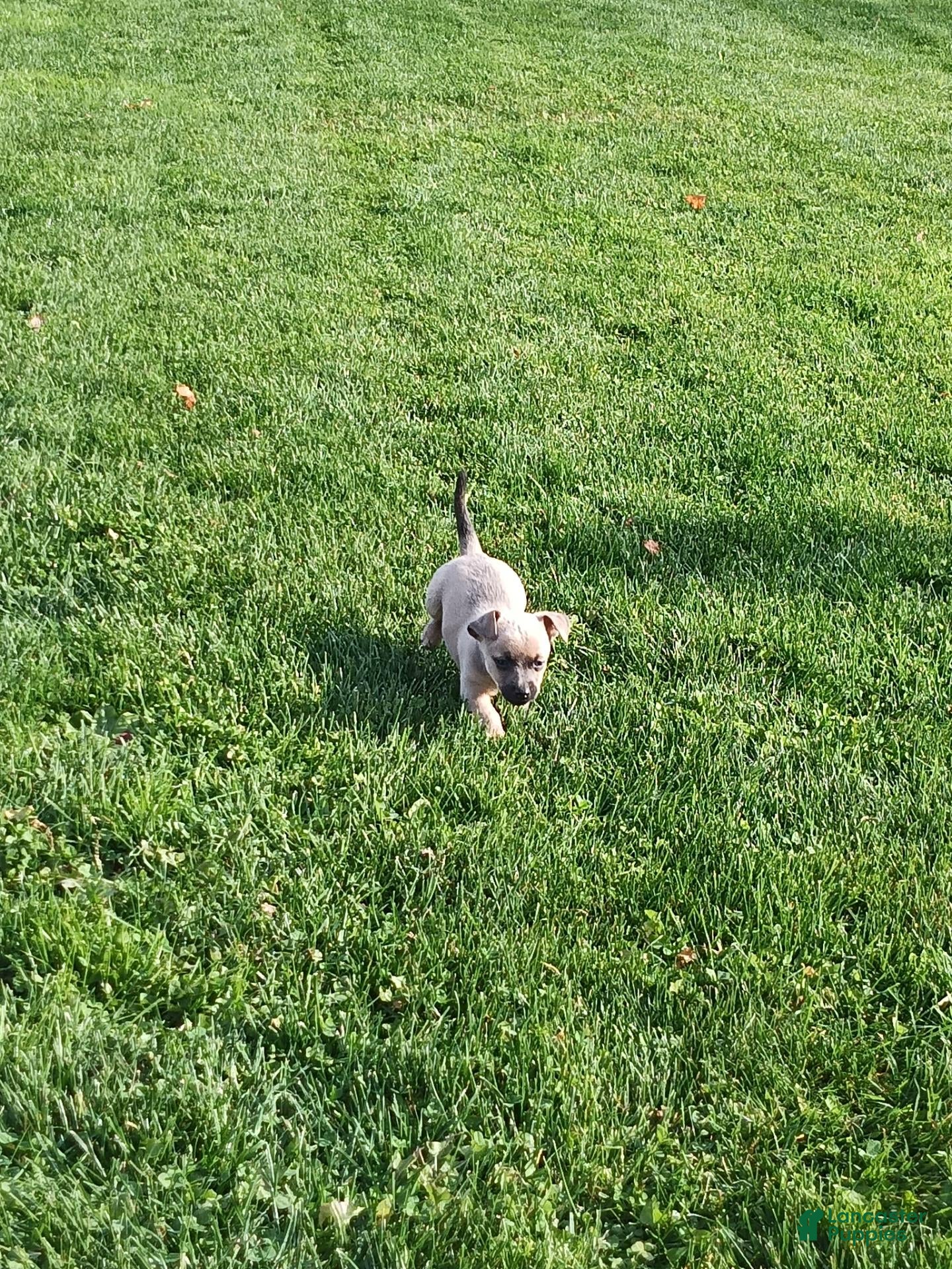 Chihuahua dogs for sale: Chihuahua 5 - Ad 2