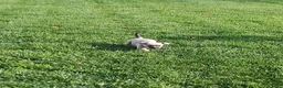 Chihuahua dogs for sale: Chihuahua 5 - Ad 2