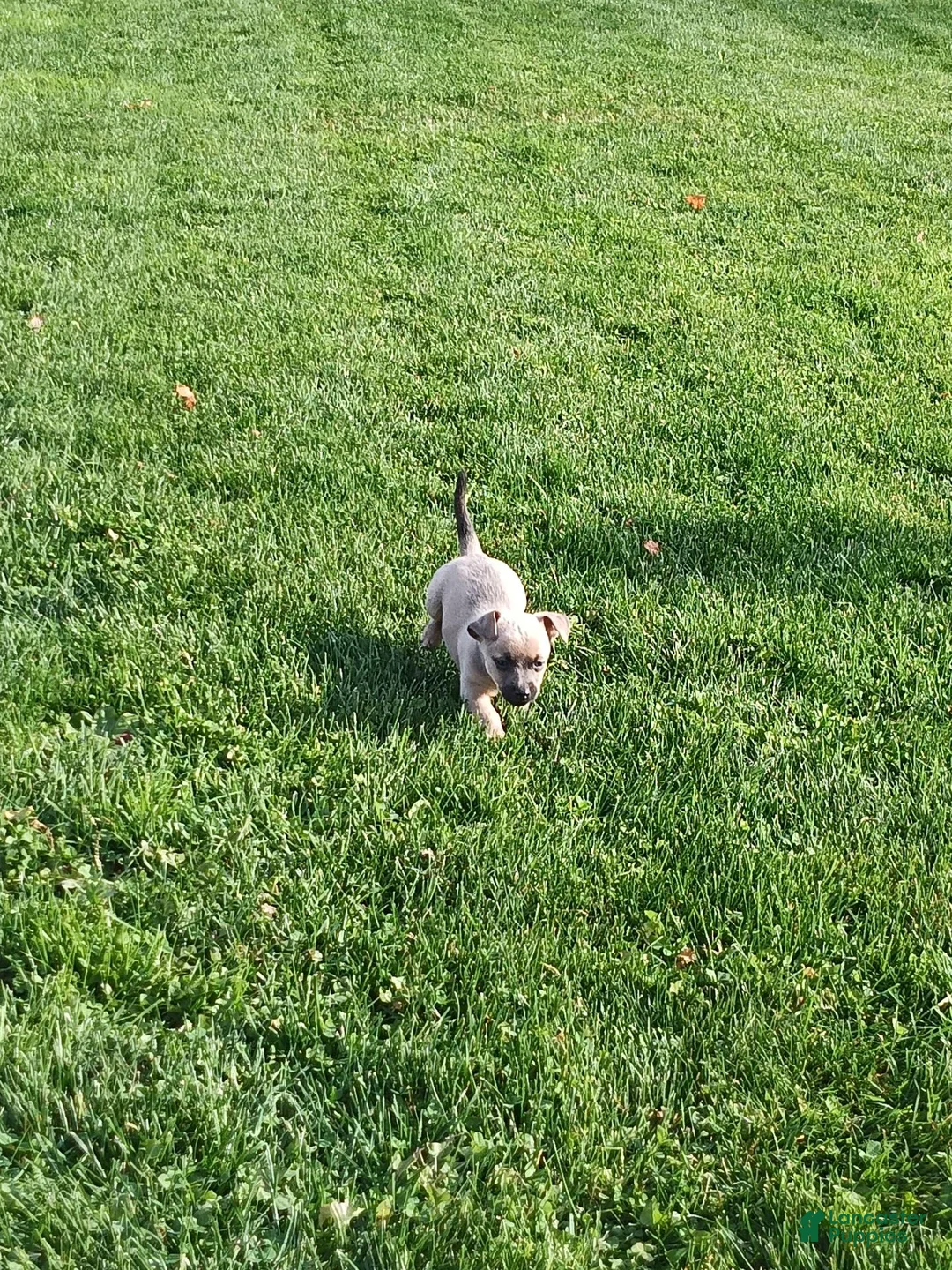 Chihuahua dogs for sale: Chihuahua 5 - Ad 2