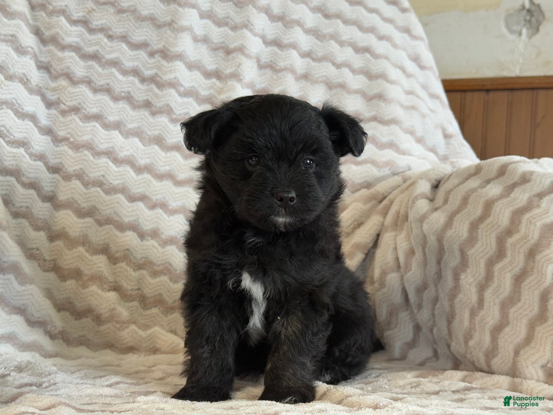 Pomapoo dogs for sale: Lonnie - Ad 4