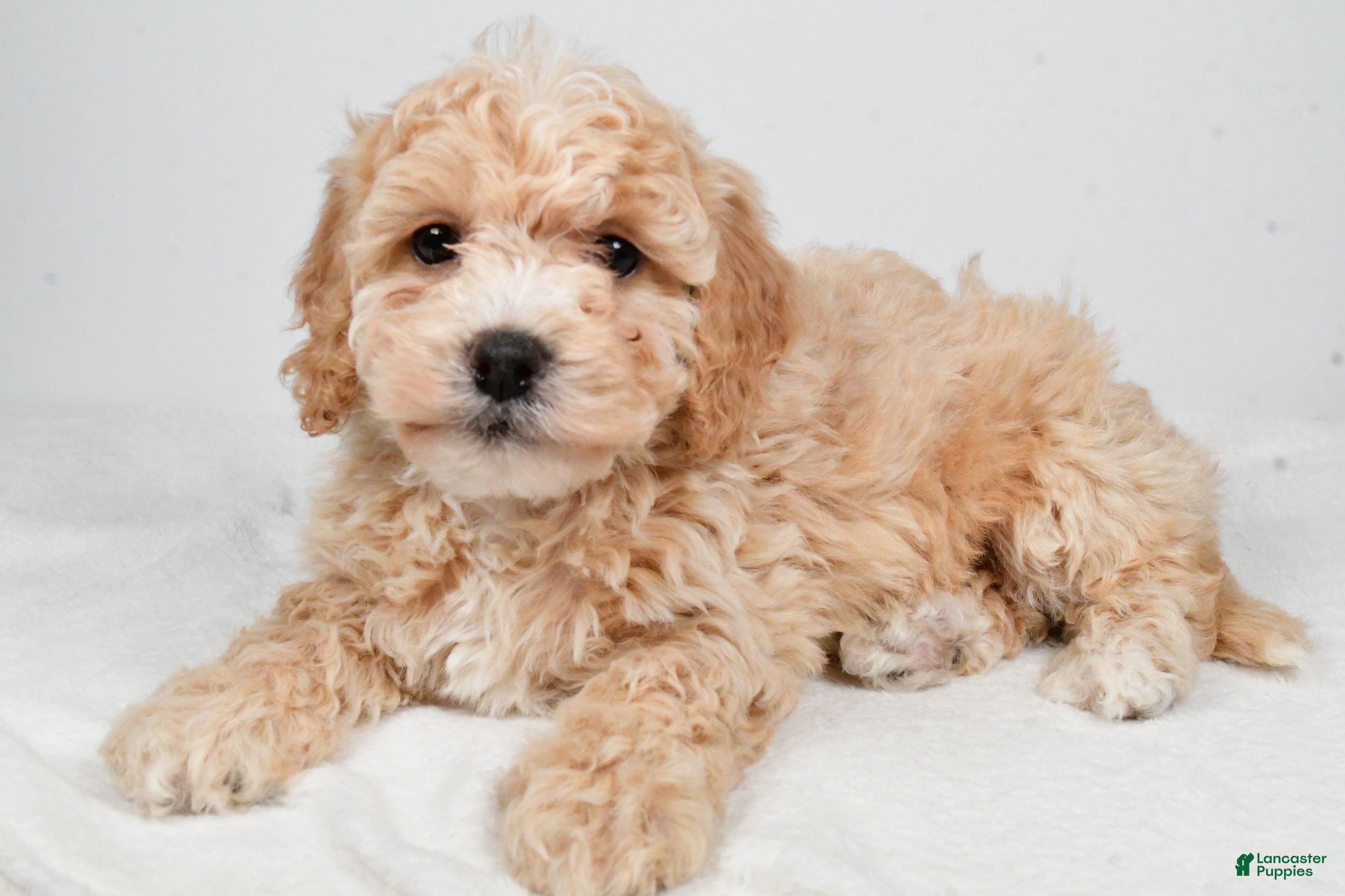 Bichpoo dogs Gracie - Ad 25