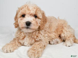 Bichpoo dogs Gracie - Ad 27