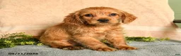 Mixed Breed dogs for sale: Miller - Ad 3