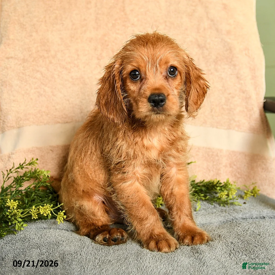 Mixed Breed dogs for sale: Miller - Ad 3