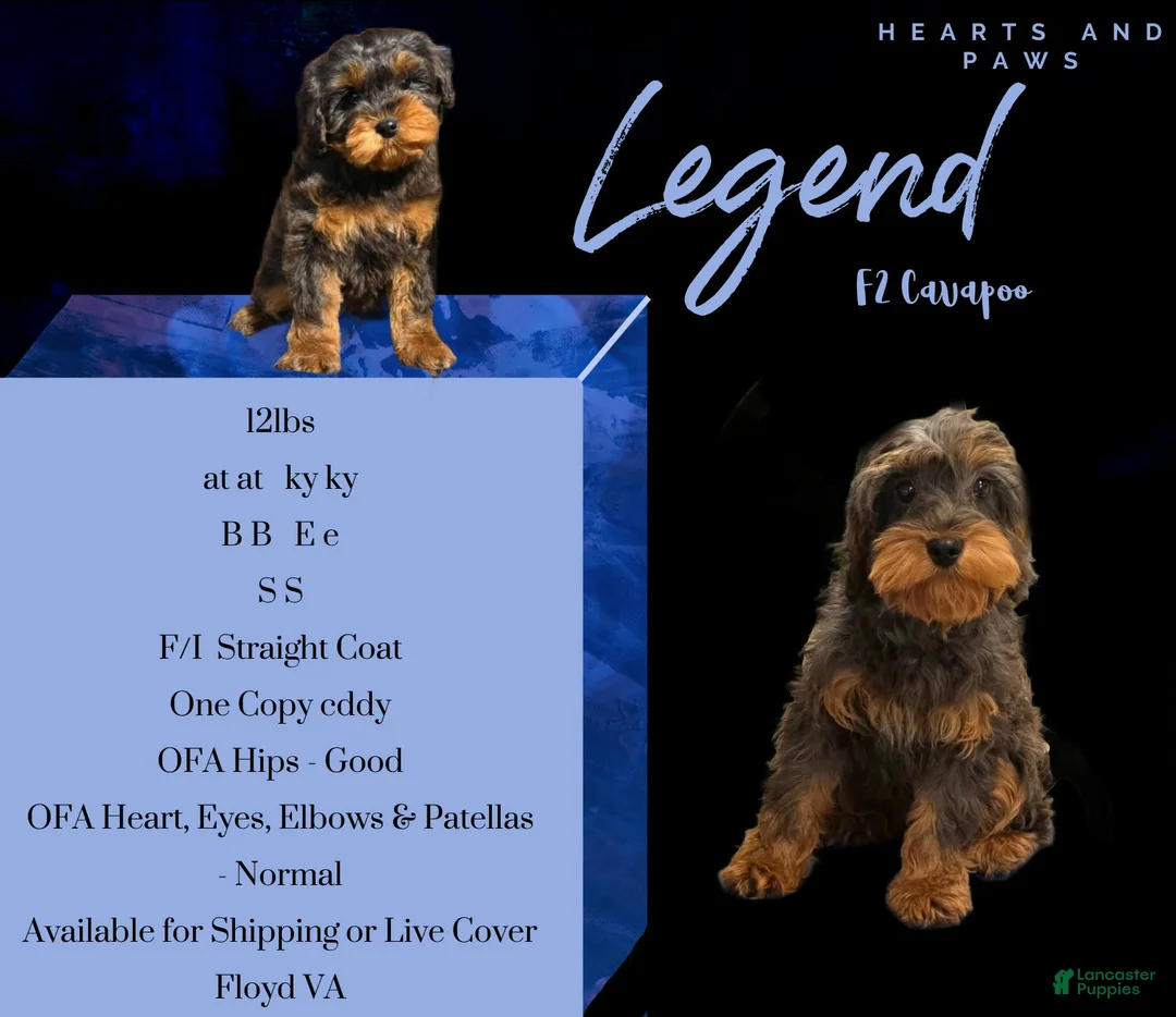 Cavapoo dogs for sale: Cavapoo 1 - Ad 1