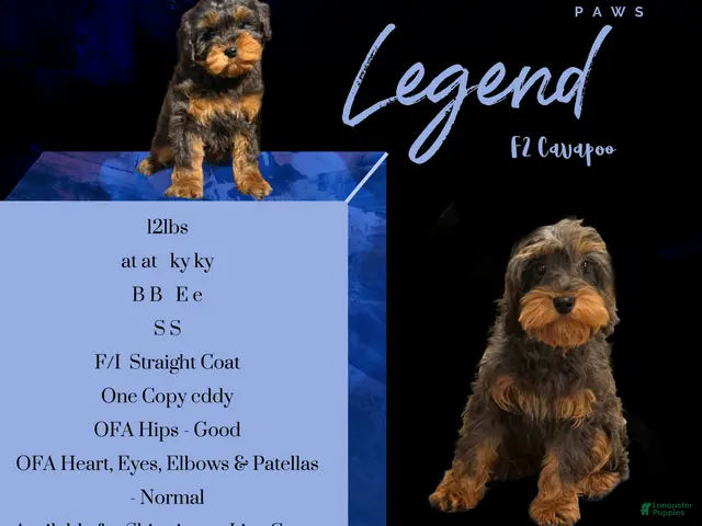 Cavapoo dogs for sale: Cavapoo 1 - Ad 1