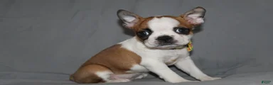 Harper