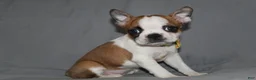 Boston Terrier dogs for sale: Harper - Ad 1