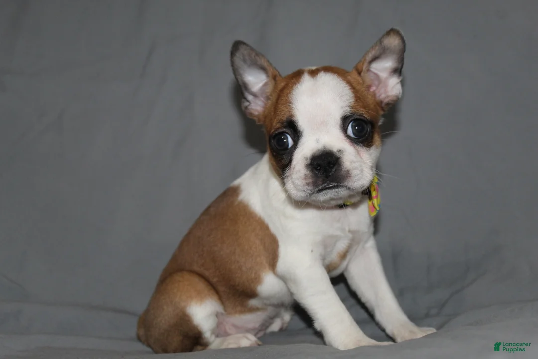 Boston Terrier dogs for sale: Harper - Ad 1
