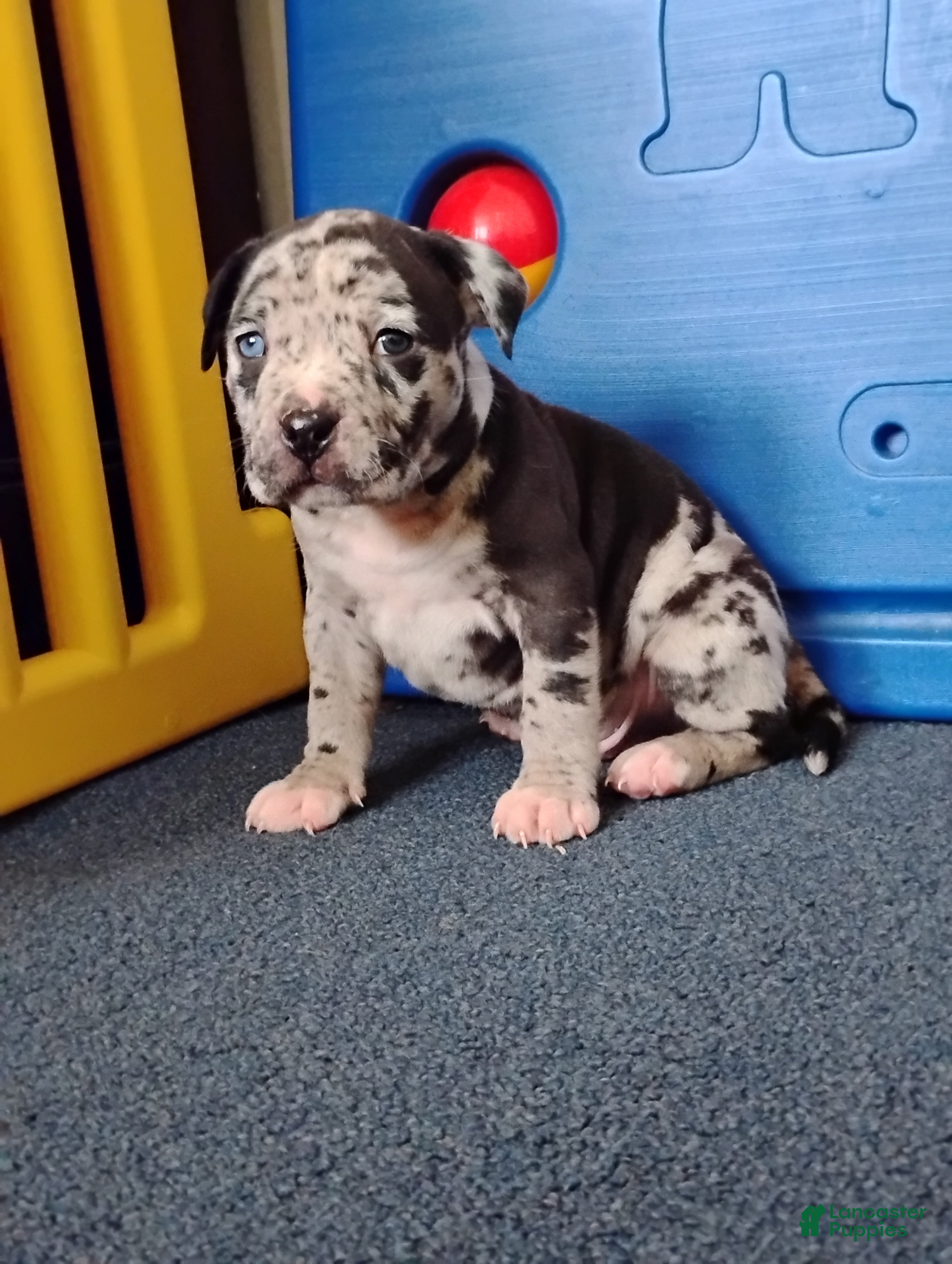 American Bully dogs KANO - Ad 27