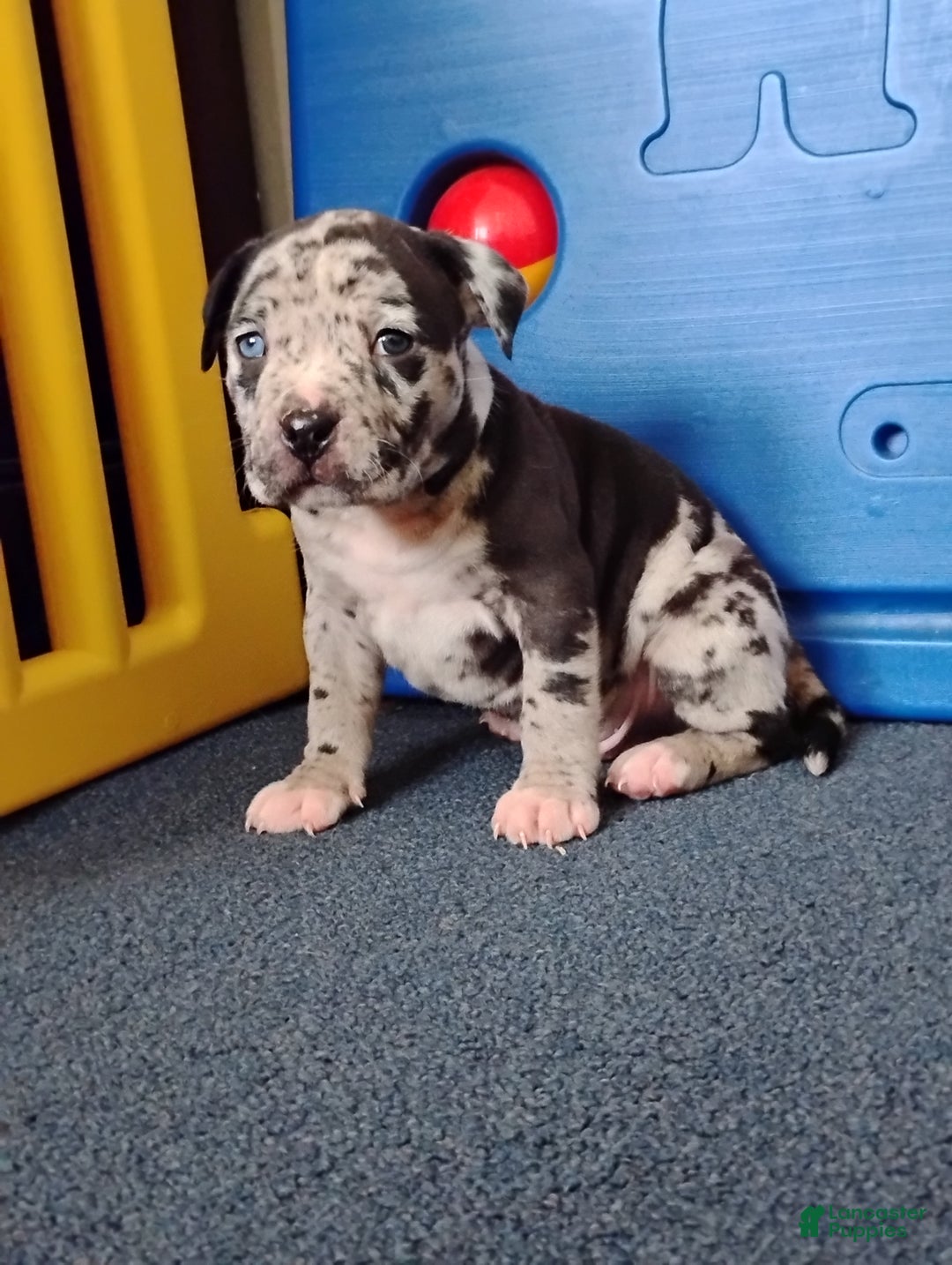 American Bully dogs for sale: KANO - Ad 1