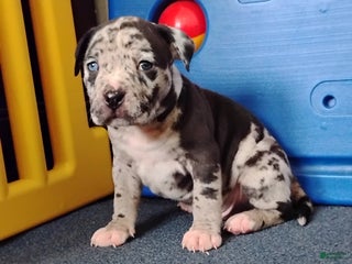 American Bully dogs KANO - Ad 15