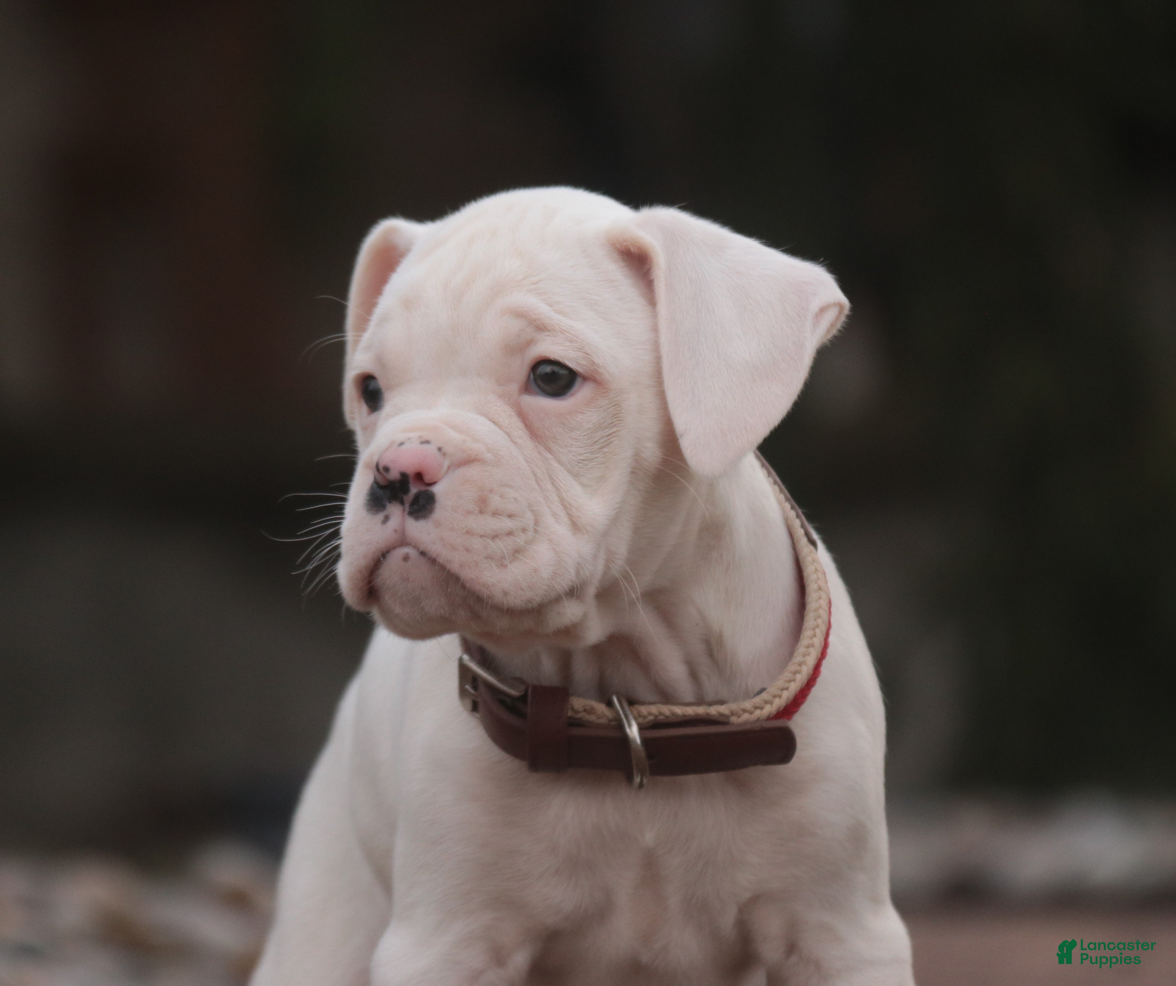 Boxer dogs Leo - Ad 22