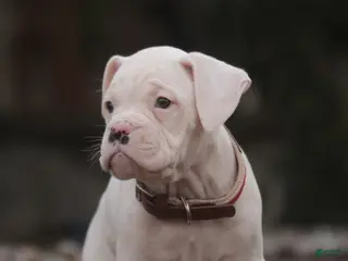 Boxer dogs Leo - Ad 39