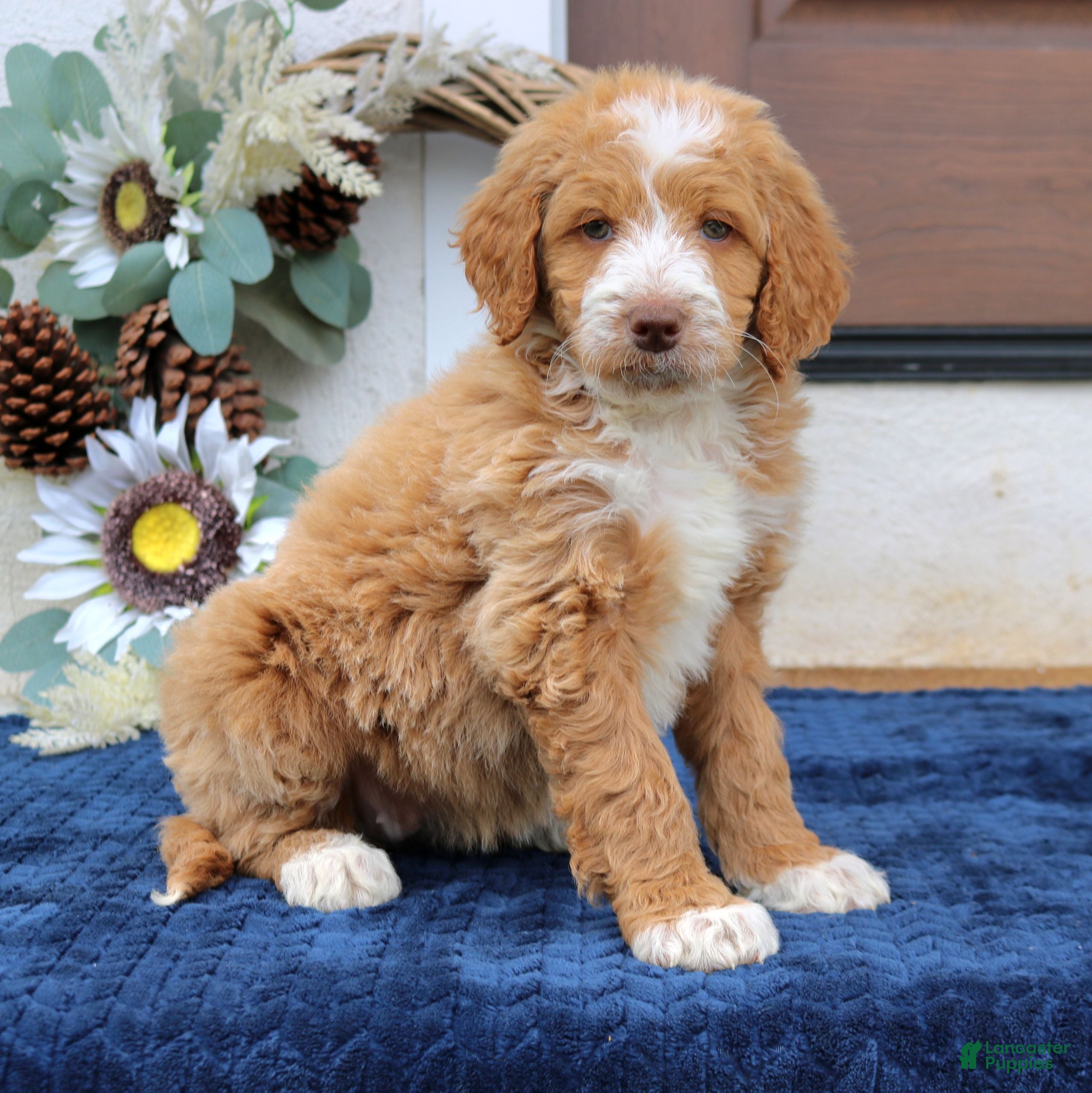 Mini Goldendoodle dogs Claire  - Ad 2
