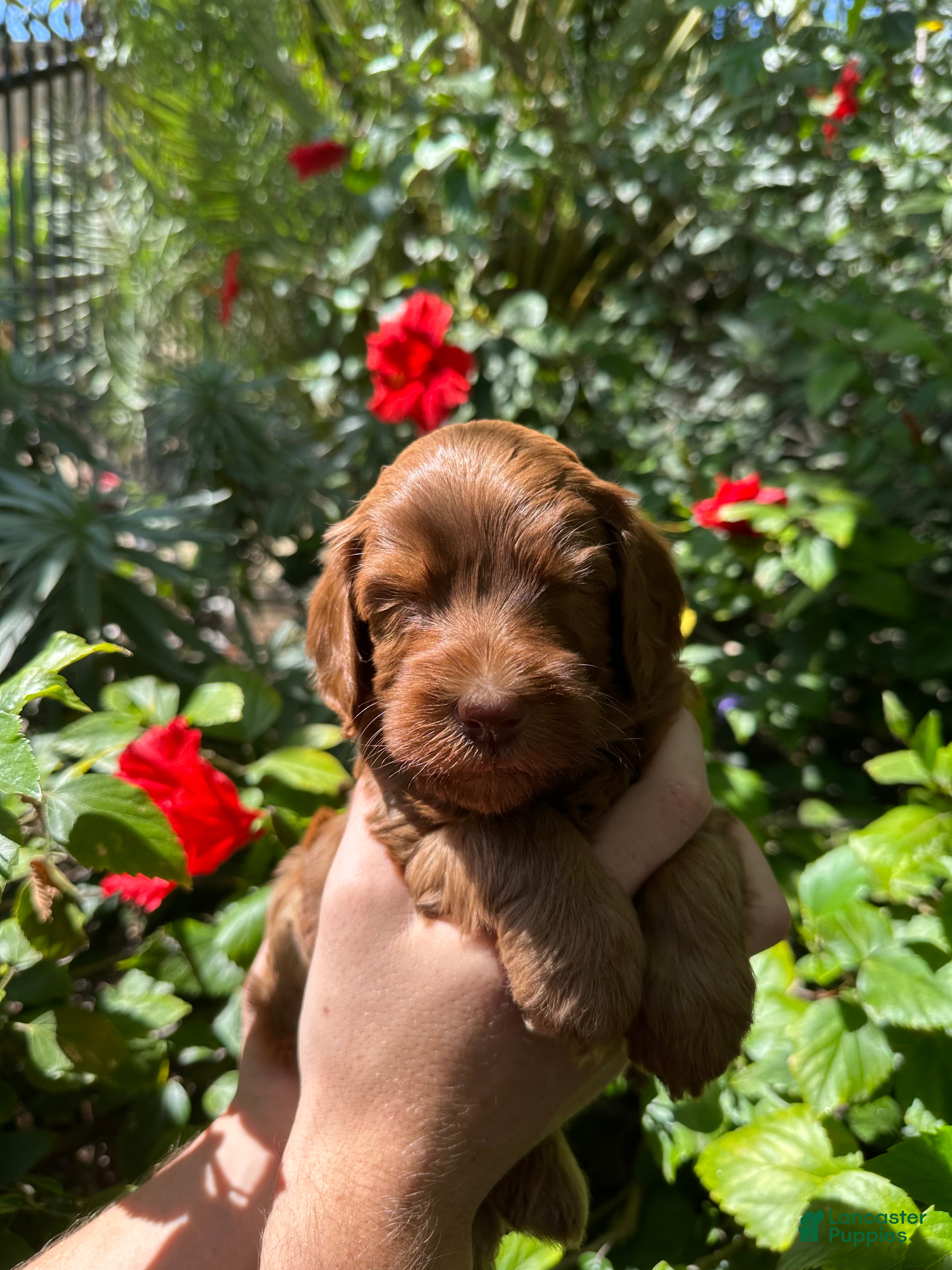 Australian Labradoodle dogs for sale: Duke - Ad 5
