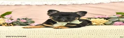 French Bulldog dogs for sale: Charm  - Ad 1