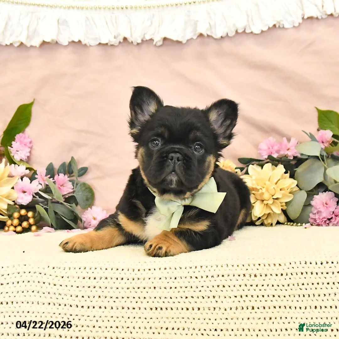 French Bulldog dogs for sale: Charm  - Ad 1