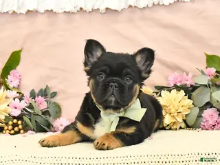 French Bulldog dogs for sale: Charm - Ad 3