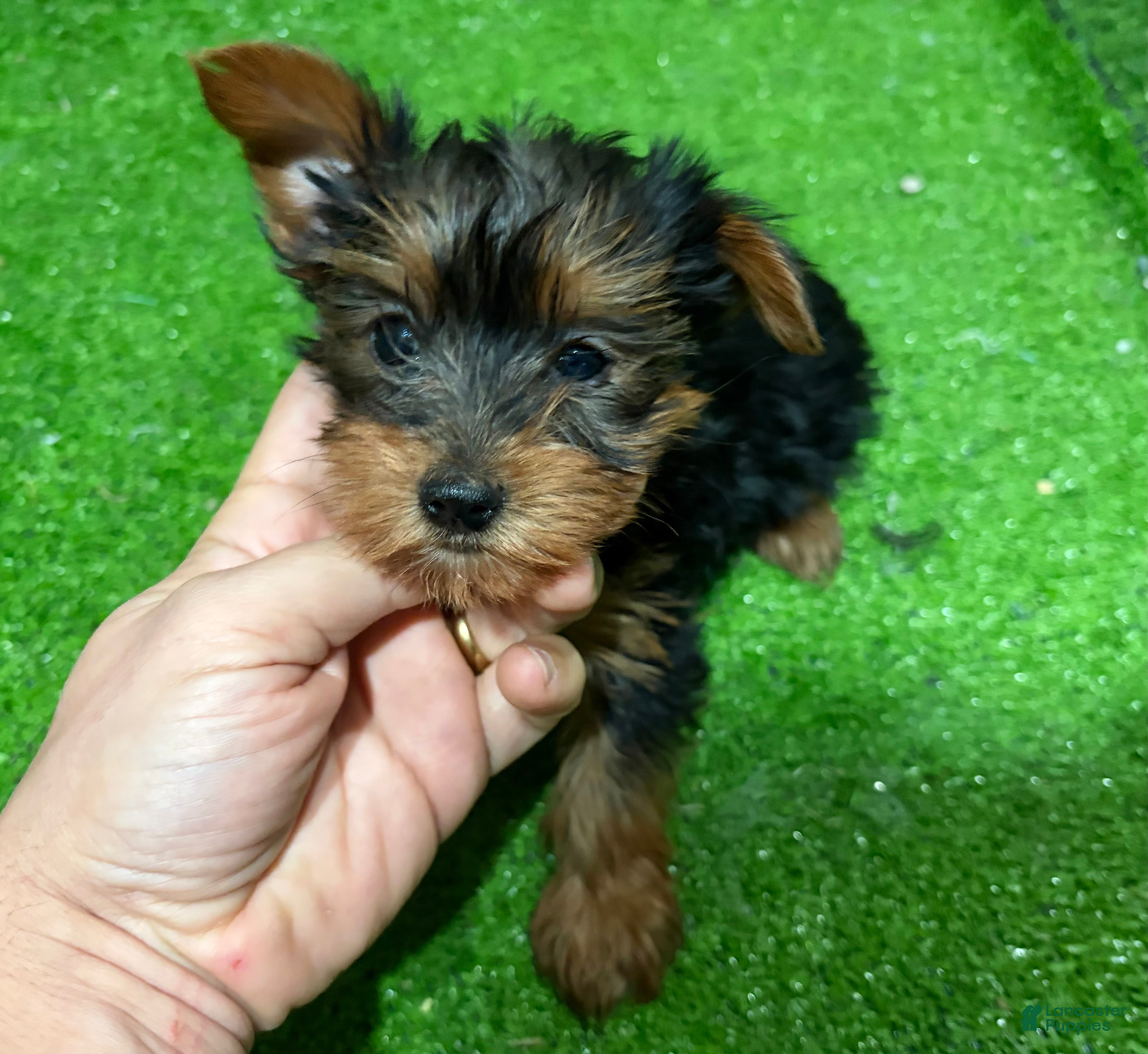Yorkshire Terrier dogs Quai - Ad 18