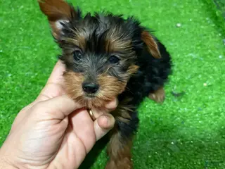 Yorkshire Terrier dogs Quai - Ad 19