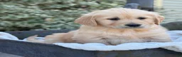 Golden Retriever dogs for sale: Melody - Ad 3