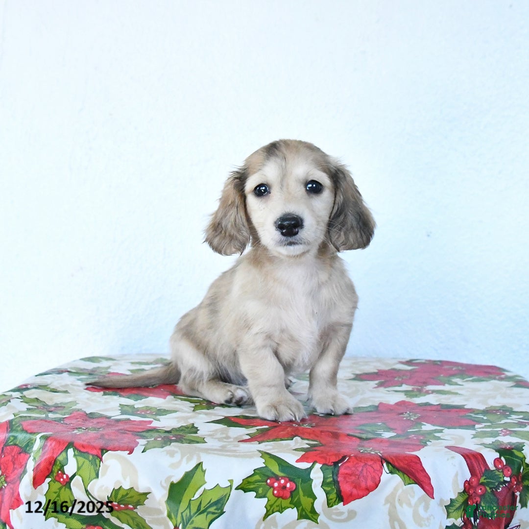 Miniature Dachshund dogs for sale: Buddy - Ad 2