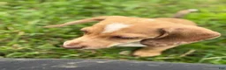 Miniature Dachshund dogs for sale: Willy  - Ad 2