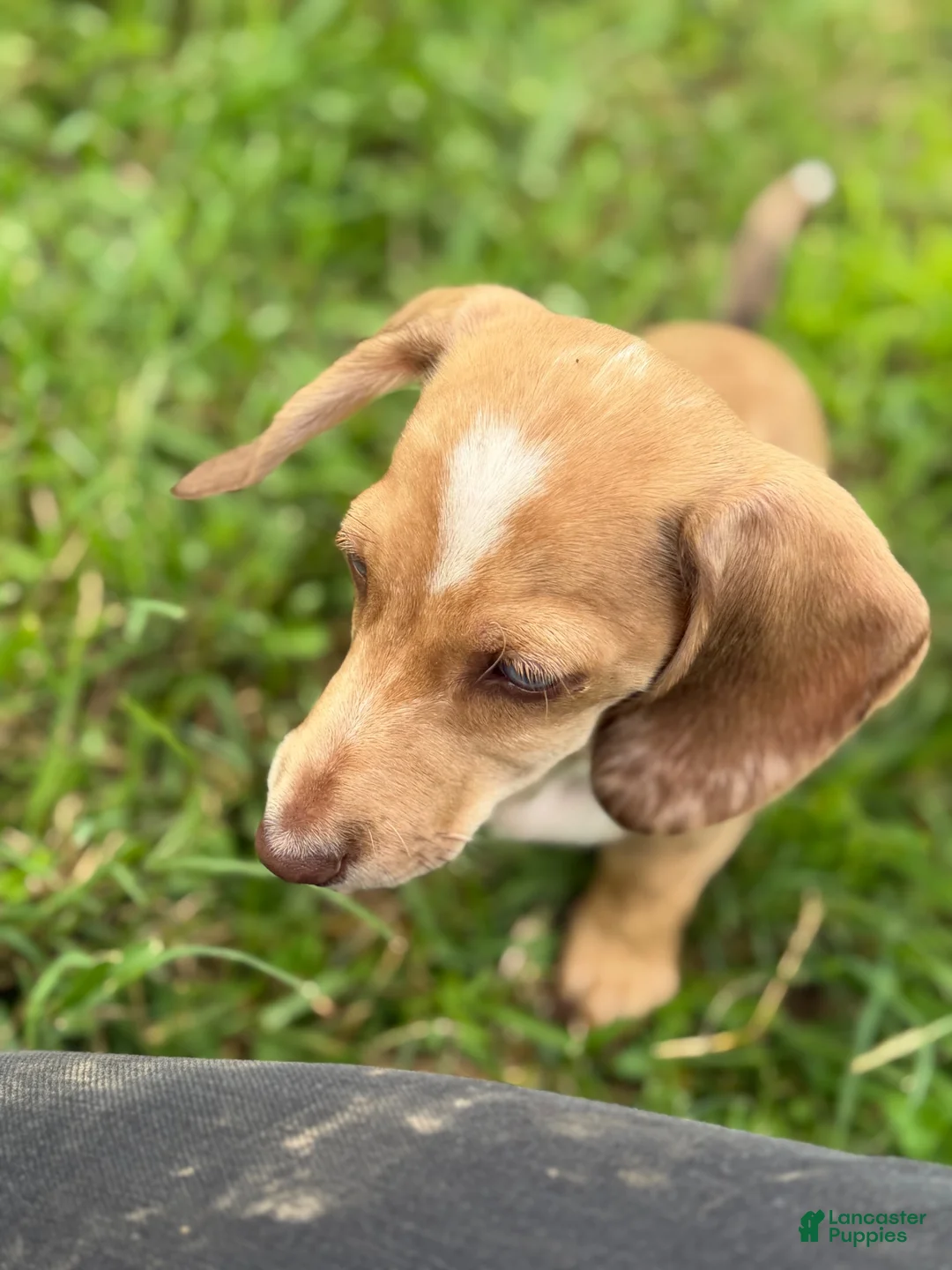 Miniature Dachshund dogs for sale: Willy  - Ad 2