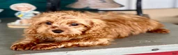 Cavapoo dogs for sale: Ernie - Ad 5