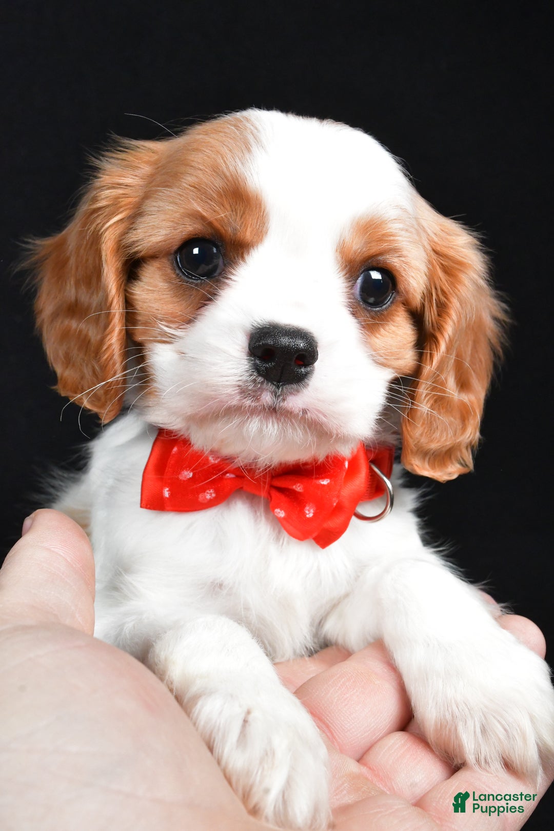 Cavalier King Charles Spaniel dogs for sale: Trevor - Ad 1