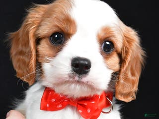 Cavalier King Charles Spaniel dogs Trevor - Ad 16