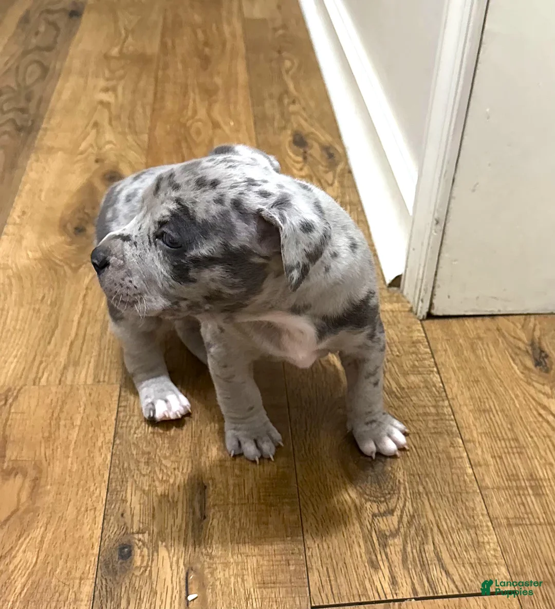 American Bully dogs for sale: "LIL KIM" - Ad 4