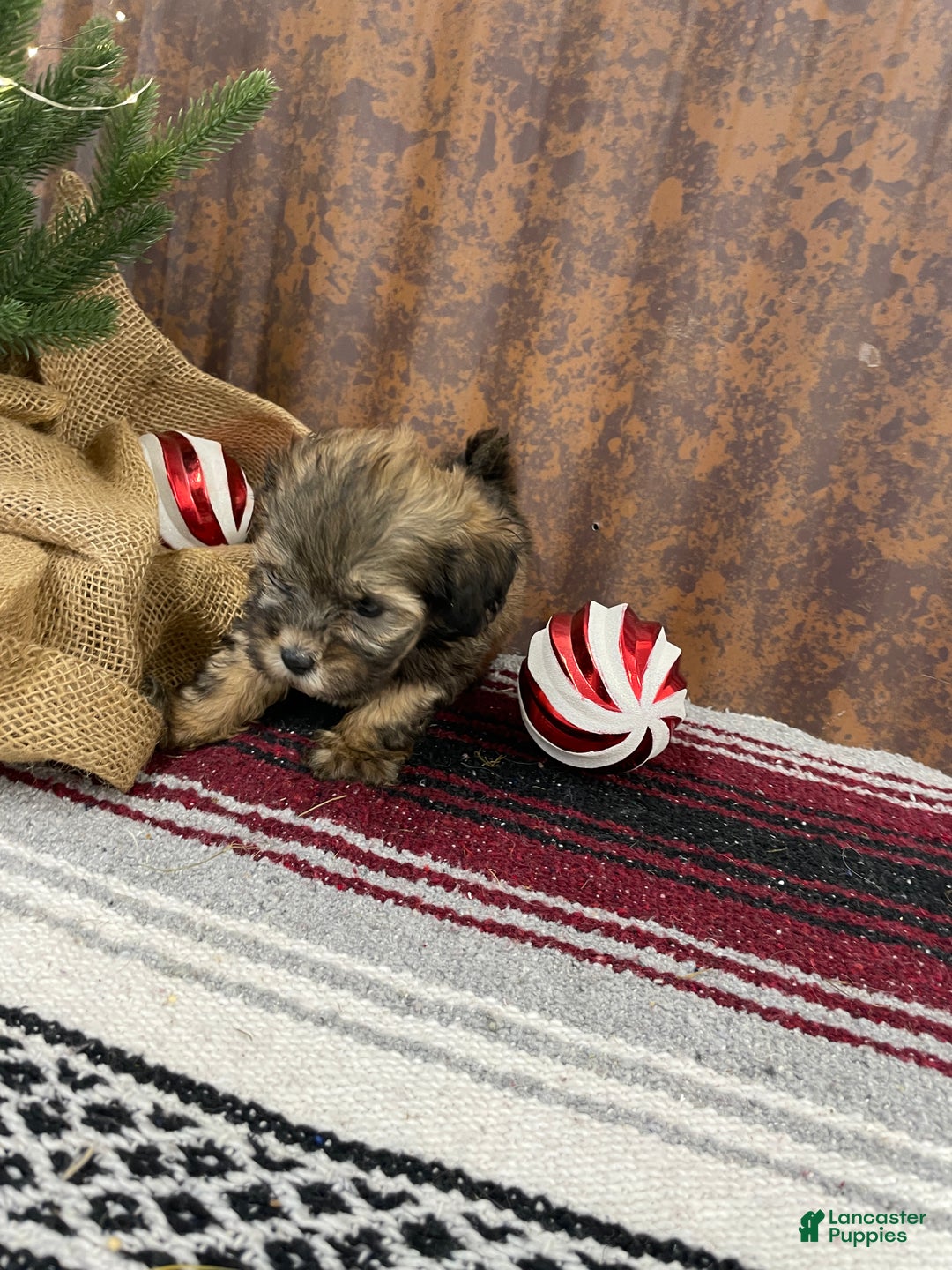 Shihpoo dogs for sale: Camden  - Ad 9