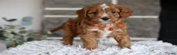 Cavapoo dogs for sale: Prince - Ad 4
