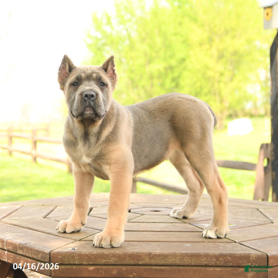 Cane Corso dogs Willow - Ad 1