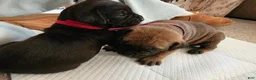 South African Boerboels dogs for sale: South African Boerboels 10 - Ad 5