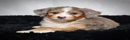 Mini Bernedoodle dogs for sale: Bonnie - Ad 6