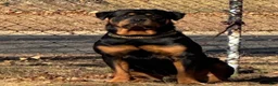 Rottweiler dogs for sale: Rottweiler 1 - Ad 8